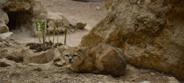 Parc_des_Felins_-_Chat_du_desert.JPG