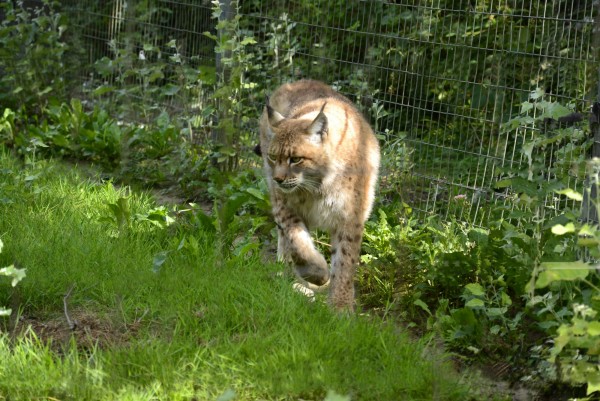 Parc_des_Felins_-_Lynx.JPG