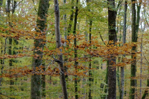 Foret.thumb.jpg.7e23444cc9ebf080a6af3fc59900365a.jpg