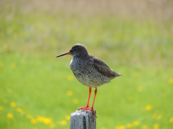 20140714_Islande_(131)_sterne_à_Mjoifjördur.JPG