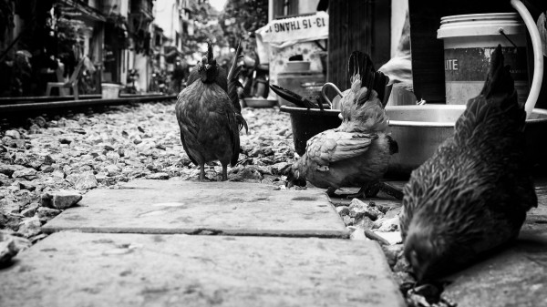 Poules.jpg
