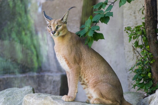 Caracal.thumb.jpg.469fae279c89146e03910c6e449cd46b.jpg