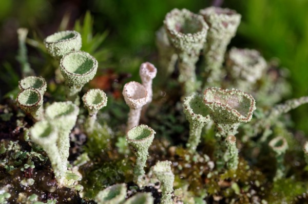 Lichens.thumb.jpg.f5f38e9c1d46ecc036a98eb72ac395d7.jpg