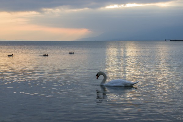 Cygne.thumb.jpg.c538fcfa97ca804461e3e84d99e229ff.jpg