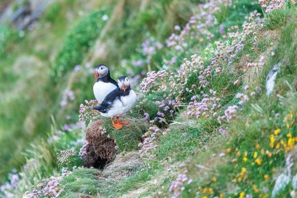2018-Shetlands-028.thumb.jpg.c8cd42a0707dbf289cc0921c5b1a4d2c.jpg