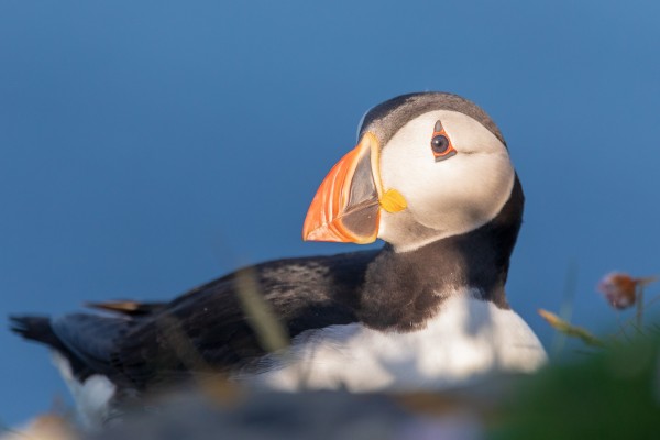 2018-Shetlands-029.thumb.jpg.4a809a2ce9651c3c698de095fab30341.jpg