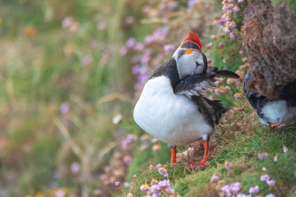 2018-Shetlands-032.thumb.jpg.8aad4bc66baf86cd7667943bdb4697ce.jpg