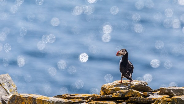 2018-Shetlands-074.thumb.jpg.8ca9997466e2d7c38c67542fe87f3504.jpg