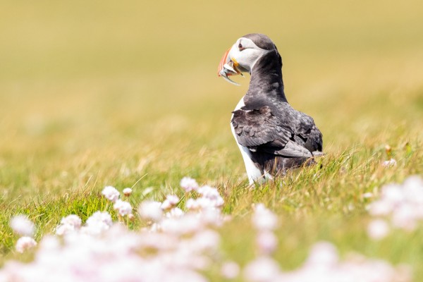 2018-Shetlands-078.thumb.jpg.fa135d36430ac246a426d418f5dd43a1.jpg