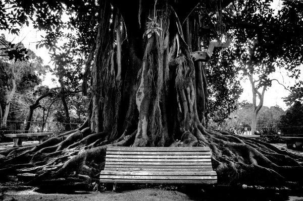 Arbre_Lisbonne.jpg