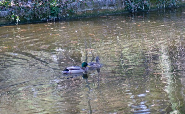 DSC_0018.jpg