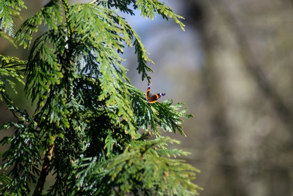 DSC_0019.jpg