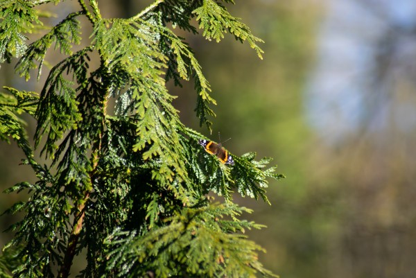 DSC_0021.jpg