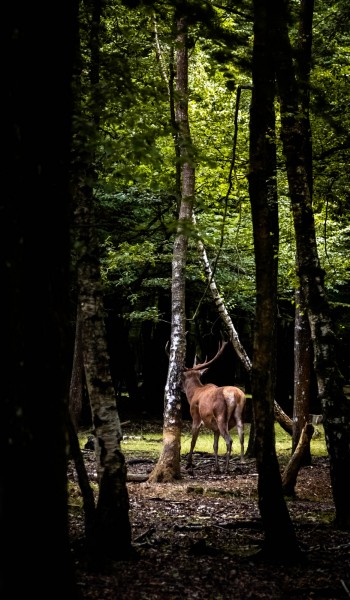 rambouillet-31.jpg