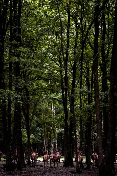 rambouillet-41.jpg