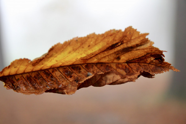 6FE3E185-FAE6-456F-A461-8A67E1DED0C8_1_201_a.jpeg
