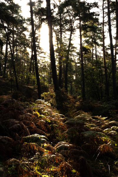 fontainebleau_13-10-3.thumb.jpg.f8eef01c02473d9f20263788ae3e1736.jpg