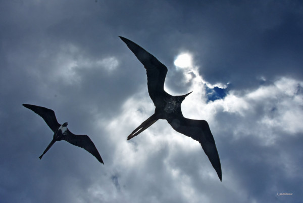 Galapagos, frégates, NIKON D7200, NIKKOR 18-200 VR2.jpg