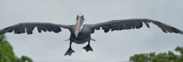 Galapagos, pélican, NIKON D7200, NIKKOR 18-200 VR2.jpg