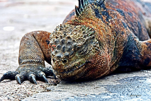 873234414_D72_6024JPGPS2iguane.thumb.jpg.2fd58bb8c2f7db2b3510f7b0b529aa35.jpg