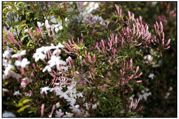 fleurs_balcon.jpg