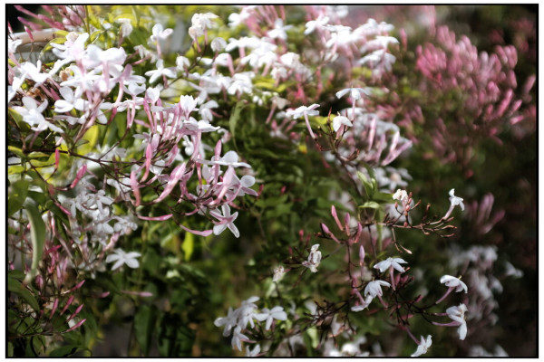 fleurs_balcon_2.jpg