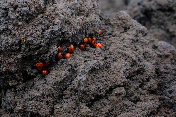 Coccinelles_volcaniques_DSCF9424_v1.jpg