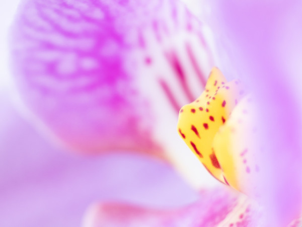 CB_2024_04_07_Orchidée_001.jpg