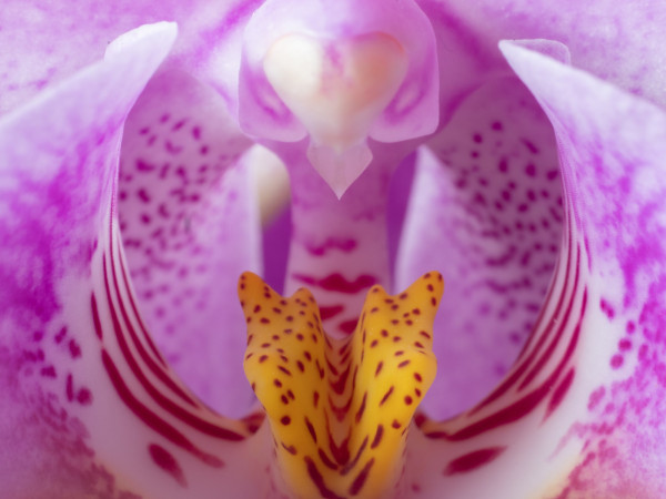 CB_2024_04_07_Orchide_003.thumb.jpg.ab5ddbc94b64629892d065940d45ed12.jpg