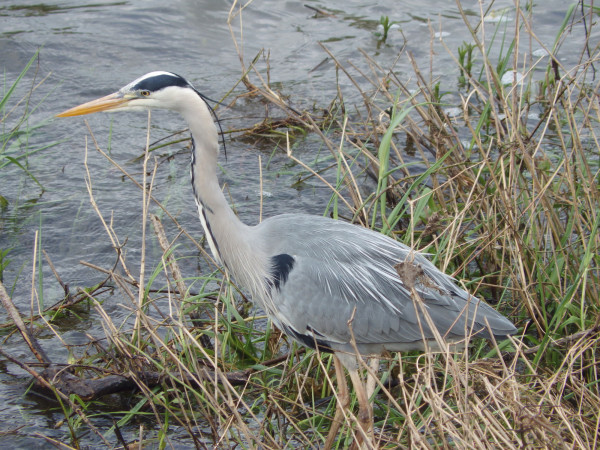 IMGP0194.jpg