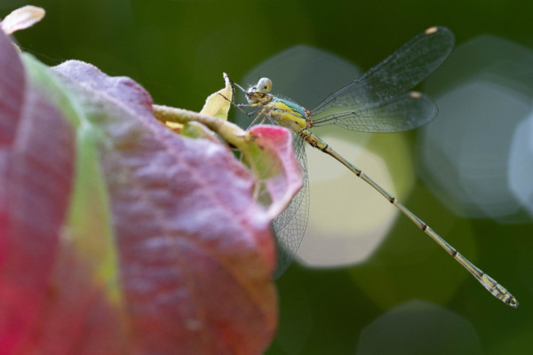 DSCF3925.jpg
