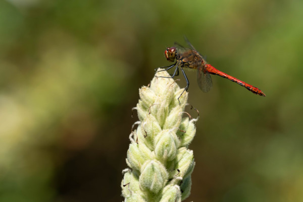 DSCF3985.jpg