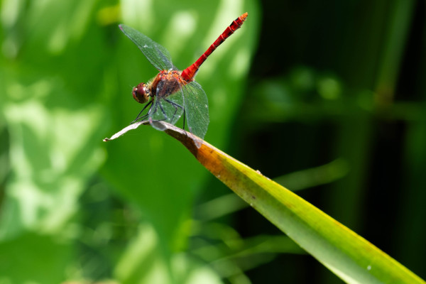 DSCF4191.jpg