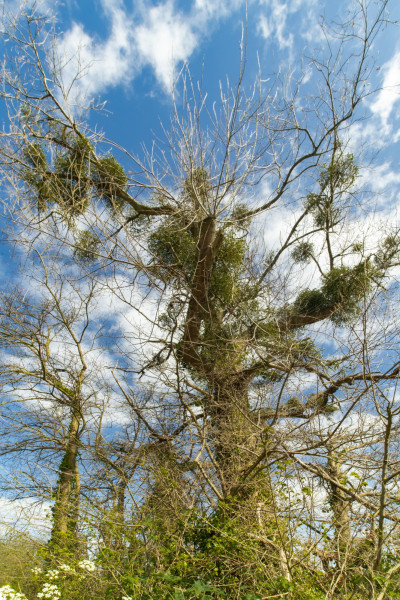 CB_2024_04_20_Arbre_001.thumb.jpg.0ef00b3a1670b2d705930432ad445987.jpg