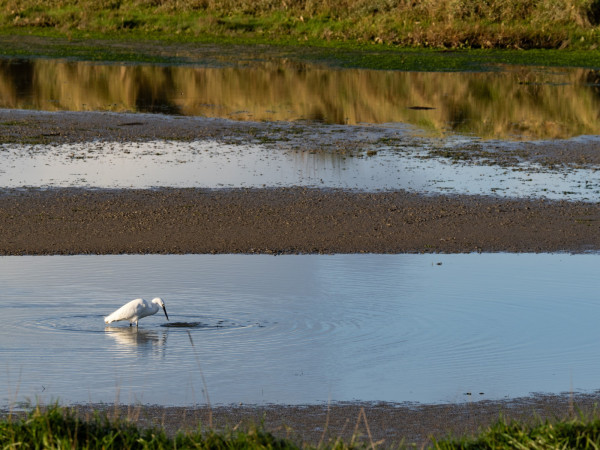 2024_01_05_Aigrette_Garzette_Geffosses_001.jpg
