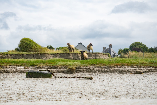 CB_2024_07_26_Havre_de_Sienne_Moutons_prs-sals_001.thumb.jpg.9adacf23693571ee876b857ead321cde.jpg