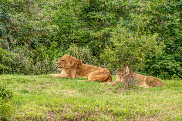 Lions.thumb.jpg.77d13d5696153a246dc28be69ab9ddf2.jpg