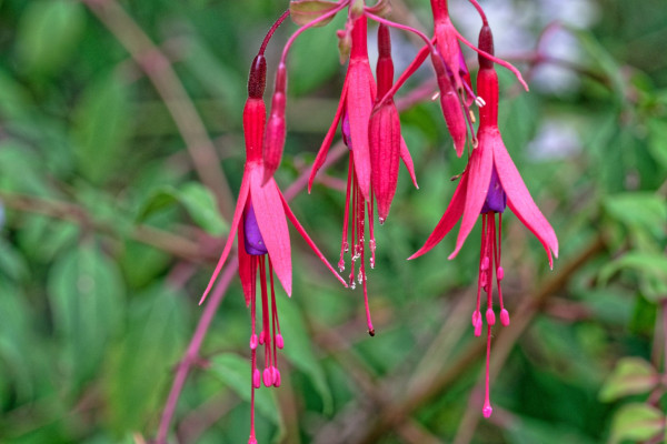 DSCF7506_D_1.jpg