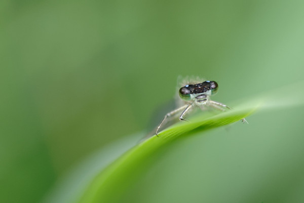 Demoiselle.thumb.jpg.973b6377f8301d2ac36c2e55c319c764.jpg