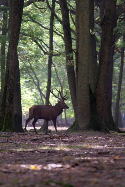 cerf.thumb.jpg.9899c227e1ea1255b8fe62793245c074.jpg
