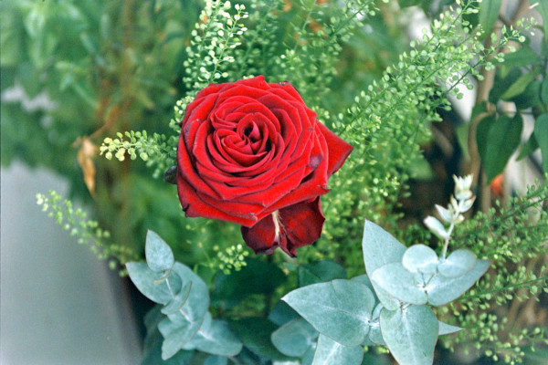 DSC_2328_v1.jpg