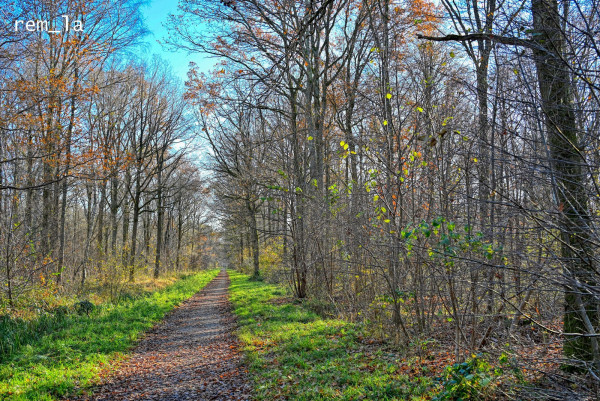 DSC_7508_Auro_1600.thumb.jpg.11b75d1af4443f9c650827244b503fbf.jpg