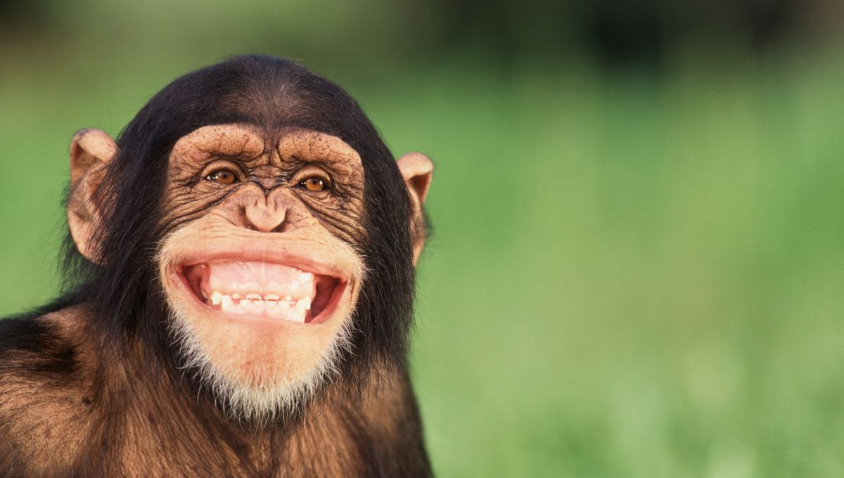 Reporté /// Visio Critique : l'humour en photo