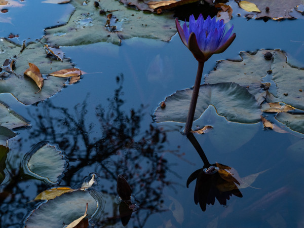 Bluewaterlily.thumb.jpg.6c73eec19df52151d5d0e455ed54bb75.jpg