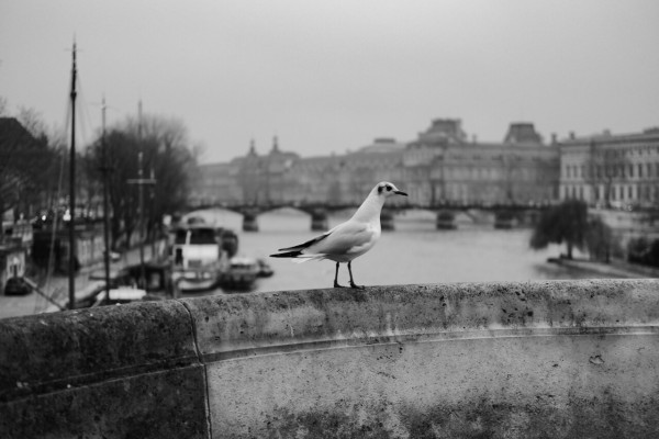 Mouette.thumb.jpg.ea67af71e0a4ad71f6a4369a4223165b.jpg