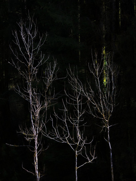 spectres.jpg