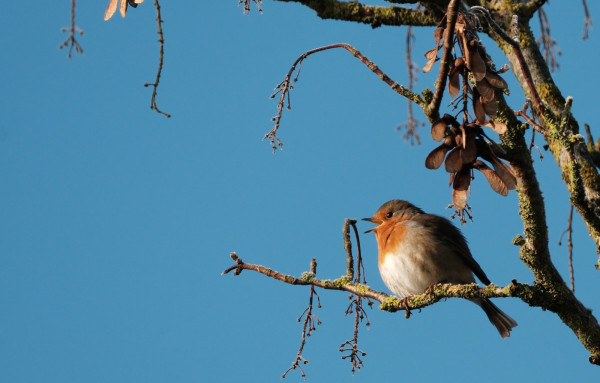 DSCF6316-R.JPG