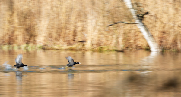 DSCF6830-R.jpg