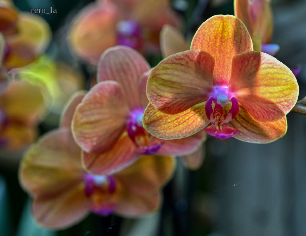 DSC_1634auro_1600.thumb.jpg.f6c3644e37e51c1d9f3d6819bc2738c7.jpg