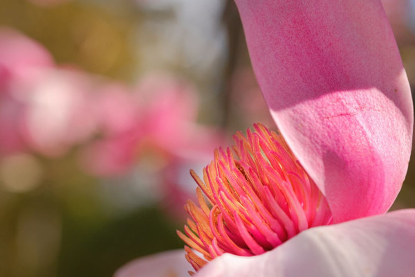 FleursdeMagnolias(3).thumb.jpg.3b365c88d83494ebd6ba5486f560ddcb.jpg